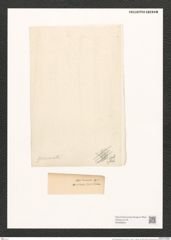 Navicula gemmata Grev. (de-Toni-Nr.: Genus 1, Species 198) Zeichnungen Sammlung Grunow (NHMW-BOT-W0366844)